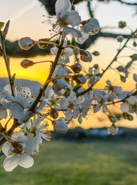 Frühling in Thalwil