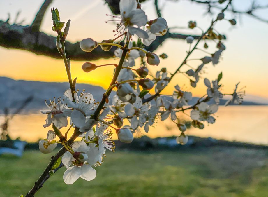 Frühling in Thalwil